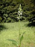 3g  Platanthera bifolia-Zweiblaettrige Waldhyazinthe